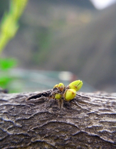 新发的嫩树芽图片