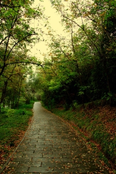 雨后的小路图片