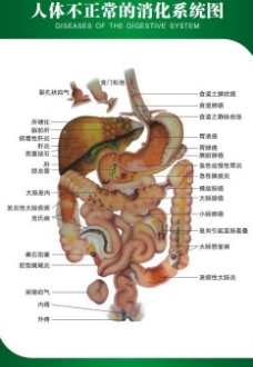 消化系统解剖图图片