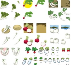 绿色蔬菜白萝卜水萝卜合集图片