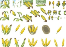 健康饮食玉米合集图片