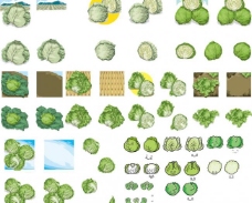 绿色叶子包菜合集图片