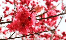 自然风景 红色桃花图片