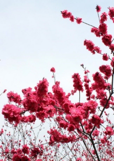 自然风景 红色桃花图片