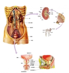 展板女性泌尿系统解剖图图片