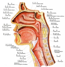 展板鼻腔口腔咽和喉正中矢状图图片