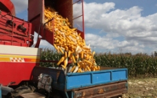 雷沃玉米机图片