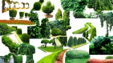 植物绿化带灌木图片