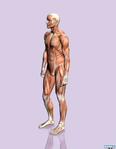 人体结构图片