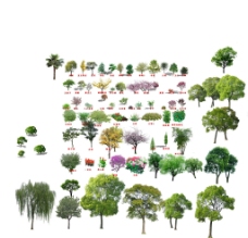 景观设计园林绿化设计景观树木图片