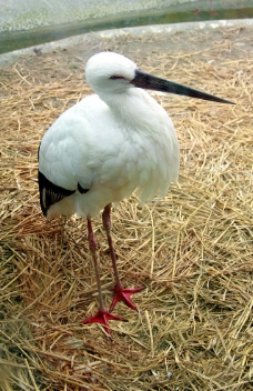 白鹳鹤鸟类动物图片