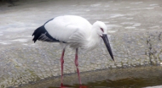 白鹳鹤鸟类动物图片