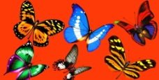 多样式蝴蝶图片
