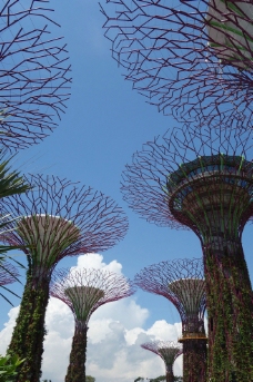 新加坡滨海湾空中树廊图片