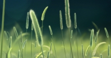 视频模板草地自然高清视频素材