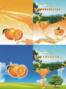 香橙封面图片
