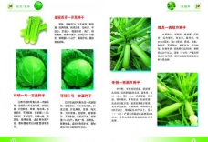 绿色蔬菜蔬菜画册图片