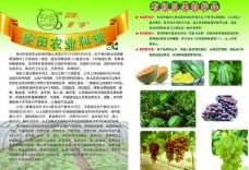 水果蔬菜类农业科技单页图片