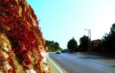 红叶道路图片