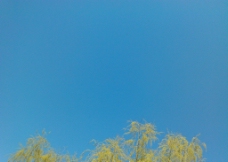 柳树蓝天图片
