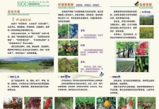 水果农场宣传折页图片