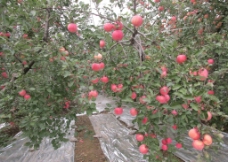 红富士苹果园图片