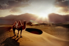 沙漠中骆驼图片