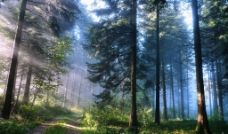树木阳光森林图片