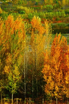 秋天里的大树图片