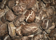 干香菇 冬菇图片