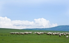 天空蓝天草原羊群图片