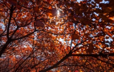 枫叶 秋天风景图片