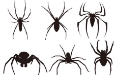 其他生物蜘蛛图片