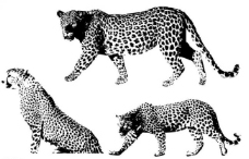 其他生物豹子图片