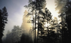 早晨树剪影透光光芒图片
