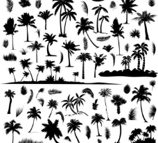 其他生物沙滩椰子树剪影图片
