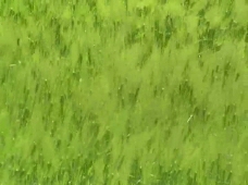 小麦麦浪背景视频素材
