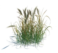 其他设计植物模型草模型图片