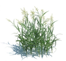 其他设计植物模型小草模型图片