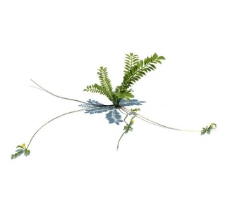 其他设计植物模型小草模型图片