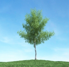 源文件树木高大植物模型图片