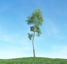 景观设计树木高大植物模型图片