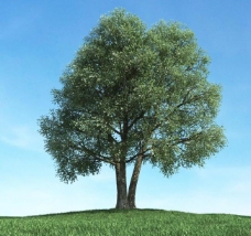 景观设计树木植物模型图片