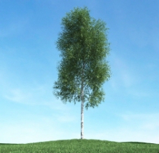 树木模型高大植物图片
