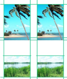 椰树风情图片
