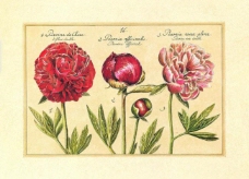 牡丹 芍药 玫瑰红刚玉 一品粉图片