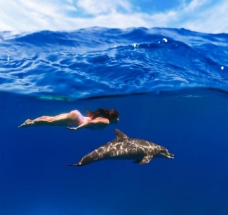 游泳 海豚图片