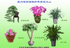 室内植物室内观赏植物和年宵花之二图片