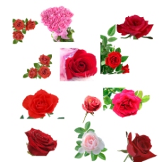玫瑰花 鲜花 粉色图片