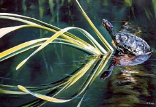 乌龟油画图片